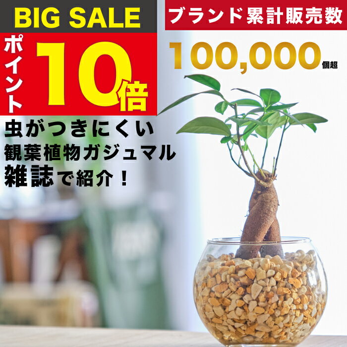 【雑誌で紹介・10000個超販売実績】ガジュマル ガジュマルの木 観葉植物 本物 ミニ 東京寿園 土を使わない ミニ観葉植物 小さい 室内 育てやすい ハイドロカルチャー おしゃれ 本物 卓上 デス…