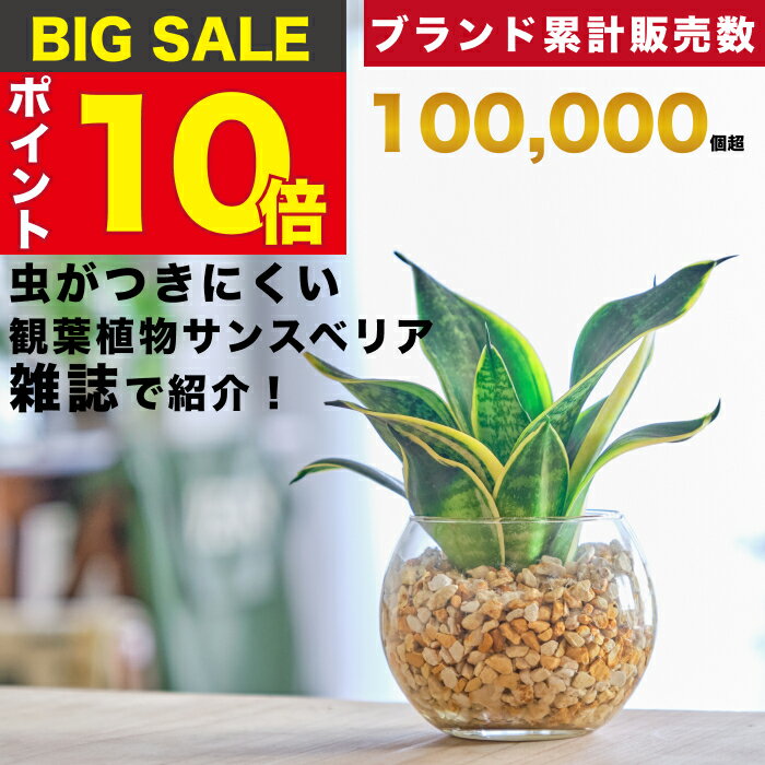 （観葉植物）ジェリーフィッシュエアープランツ　品種おまかせ　ピンク（3個）