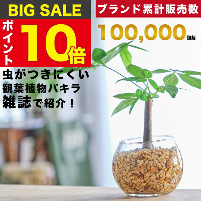 バキラ 【雑誌で紹介・10000個超販売実績】 パキラ 金のなる木 観葉植物 本物 ミニ 東京寿園 土を使わない ミニ観葉植物 小さい 室内 育てやすい ハイドロカルチャー おしゃれ 本物 卓上 デスク 玄関 トイレ インテリア ギフト お祝い 開業祝い 母の日 風水に良い 縁起の良い