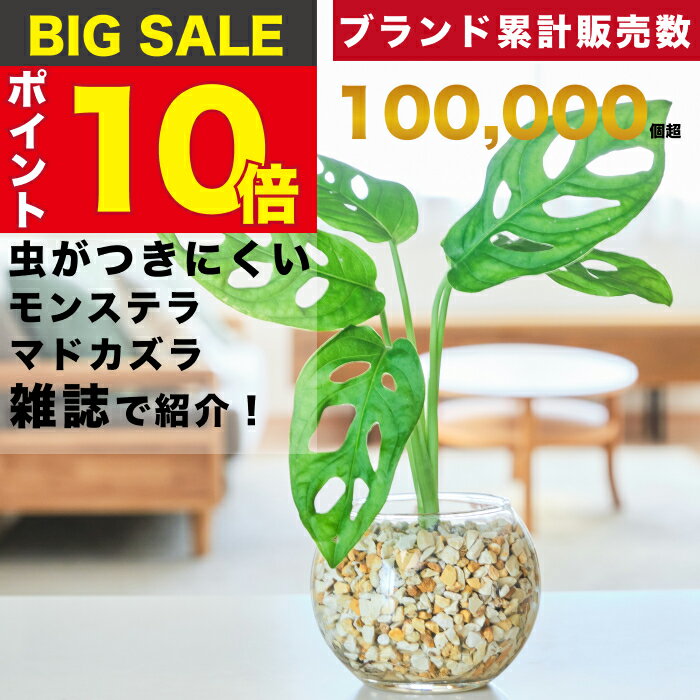 楽天東京寿園 楽天市場店【雑誌で紹介・10000個超販売実績】 マドカズラ 観葉植物 本物 ミニ 東京寿園 土を使わない ミニ観葉植物 小さい 室内 育てやすい ハイドロカルチャー おしゃれ 本物 卓上 デスク 玄関 トイレ インテリア ギフト お祝い 開業祝い 母の日 風水に良い 縁起の良い