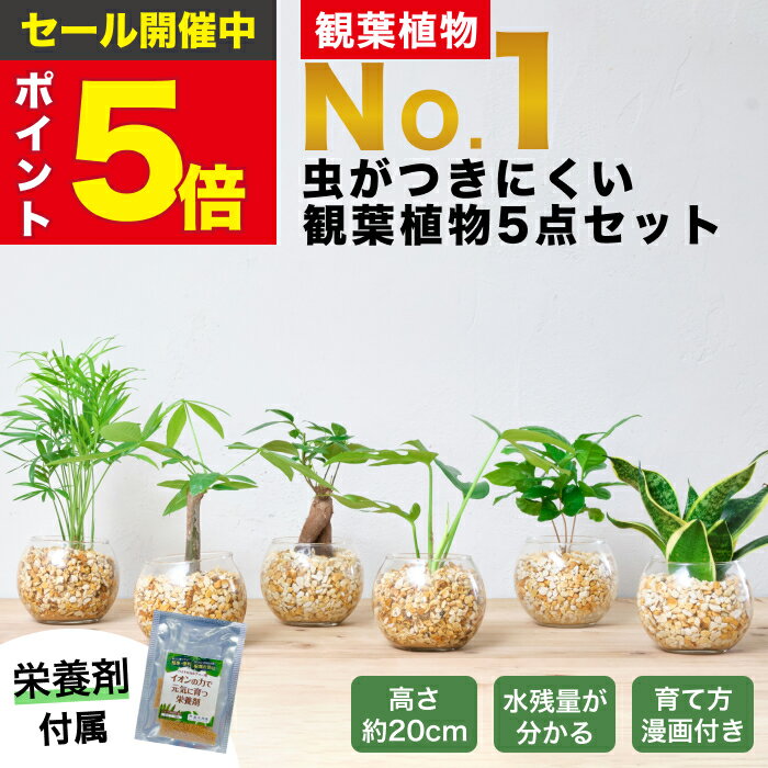 【楽天1位・10000個超販売実績】 観葉植物 選べる5点 栄養剤 セット ハイドロカルチャー 小さい 土を使わない観葉植物 虫 わかない 初心者 室内 おしゃれ 卓上 玄関 トイレ インテリア リビング 風水 洗面所 寒さに強い お祝い ギフト ミニ 日陰 本物 水耕栽培 東京寿園