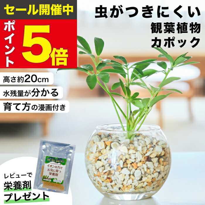 楽天市場】カポック(種類(植物)カポック)(観葉植物|花 楽天市場】カポック(種類(植物)カポック)(観葉植物|花