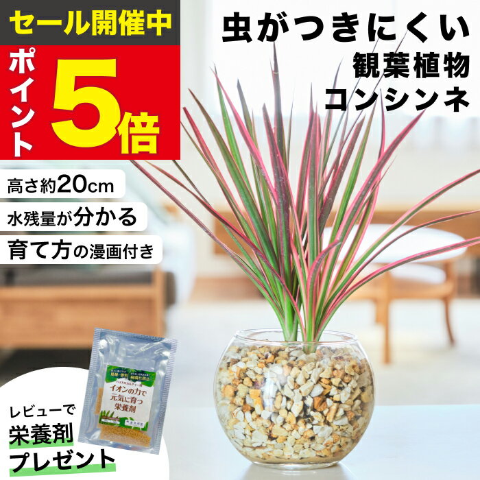 楽天市場】コンシンネ ホワイト 観葉植物の通販 楽天市場】コンシンネ ホワイト 観葉植物の通販