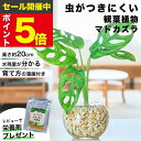 【雑誌で紹介・10000個超販売実績】 マドカズラ 観葉植物 本物 ミニ 東京寿園 土を使わない ミニ観葉植物 小さい 室内 育てやすい ハイドロカルチャー お...