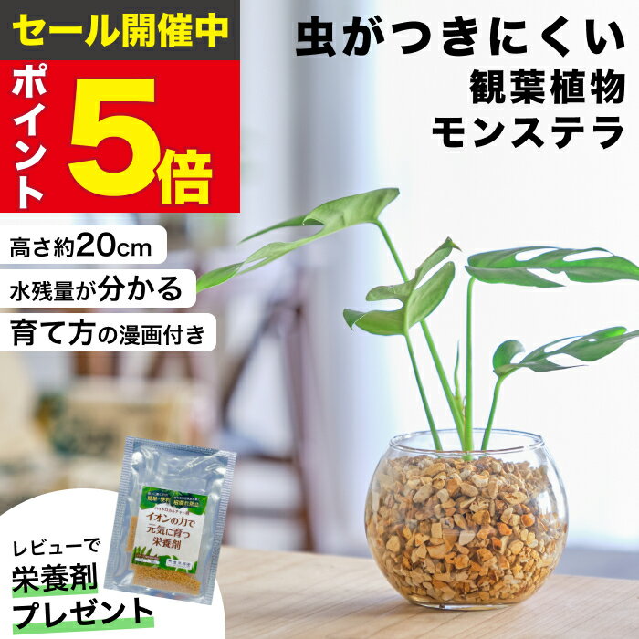楽天市場】モンステラ 風水の通販 楽天市場】モンステラ 風水の通販
