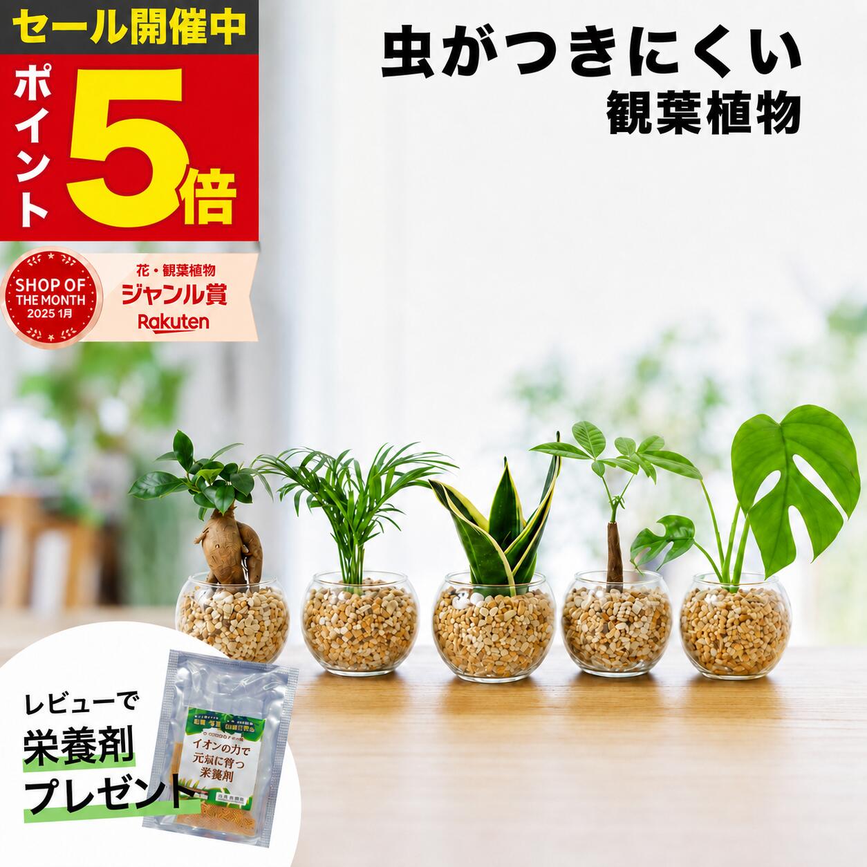 【期間限定ポイント5倍】ガジュマル パキラ サンスベリア テーブルヤシ モンステラ 観葉植物 ハイドロカルチャー ミニ 水耕栽培 土を使わない ミニ観葉植物 小さい 室内 育てやすい ハイドロカルチャー おしゃれ 卓上 デスク 本物 東京寿園
