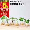 【楽天1位・10000個超販売実績】 観葉植物 選べる5点 栄養剤 セット ハイドロカルチャー 小さい 土を使わない観葉植物 虫 わかない 初心者 室内 おしゃ...
