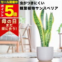 サンスベリア 大型 観葉植物 本物 東京寿園 土を使わない 大型観葉植物 大きい 室内 育てやすい ハイドロカルチャー おしゃれ 本物 卓上 デスク 玄関 トイレ インテリア ギフト お祝い 開業祝い 母の日 風水に良い 縁起の良い