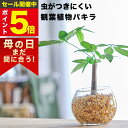 【雑誌で紹介・10000個超販売実績】 パキラ 金のなる木 観葉植物 ハイドロカルチャー ミニ 水耕栽培 おしゃれ 土を使わない ミニ観葉植物 小さい 室内 卓...