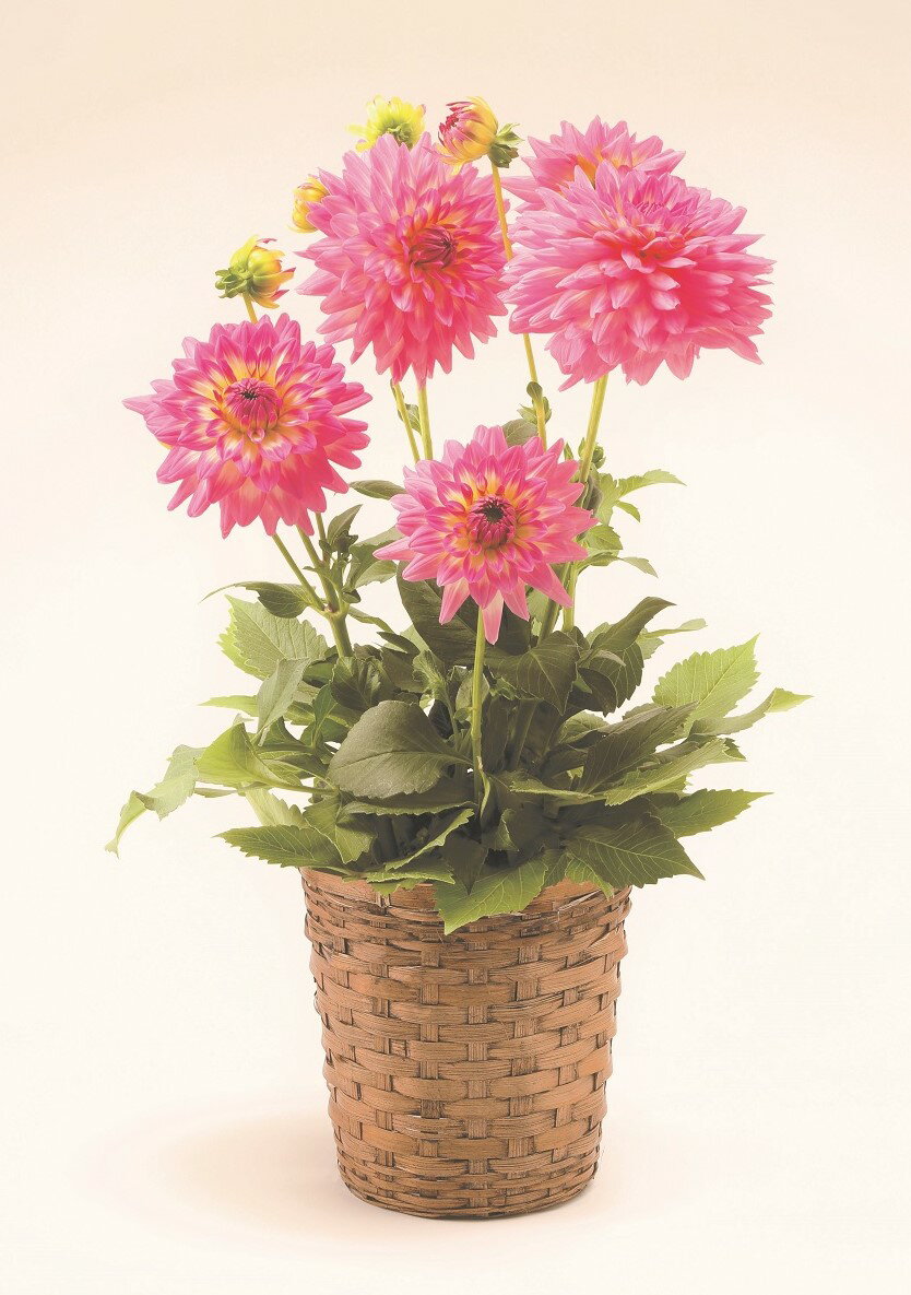 母の日 ギフト H069 ダリア鉢「サリナス」