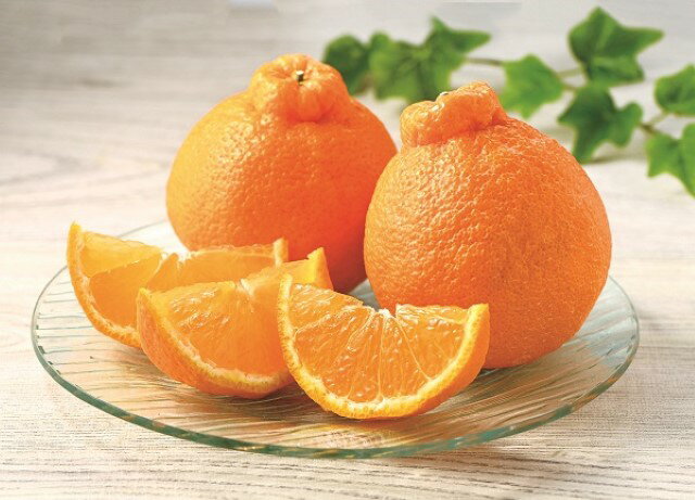 2025年 冬ギフト お歳暮 B039 熊本県産 デコポン（12月上旬より順次発送）