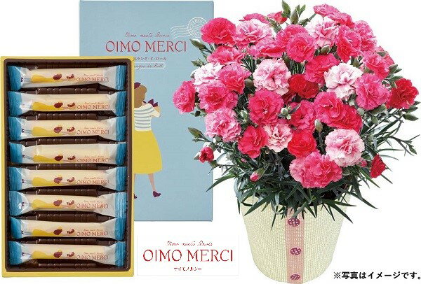 母の日 ギフト プレゼント H002 カーネーション（さくらもなか）とオイモメルシー ラングドロール