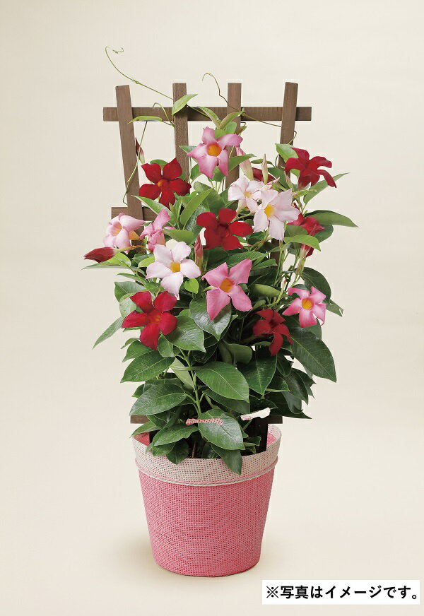 母の日 ギフト プレゼント H007 マンデビラリオ 3色MIXフェンス仕立て