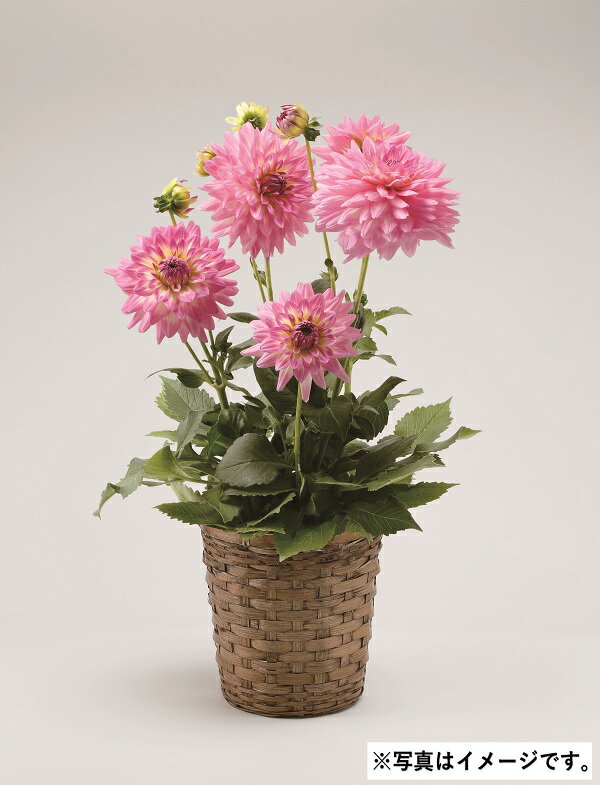 母の日 ギフト プレゼント H008 ダリアサリナス