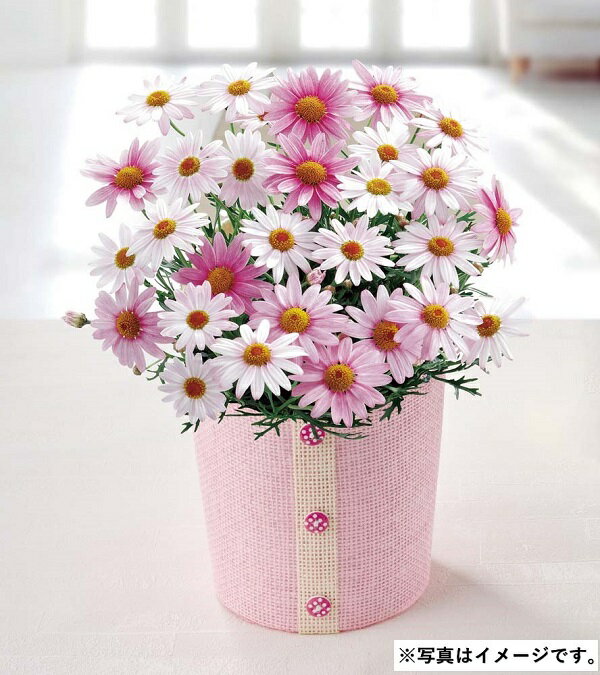 母の日 ギフト プレゼント H025 マーガレット（さくらべーる）