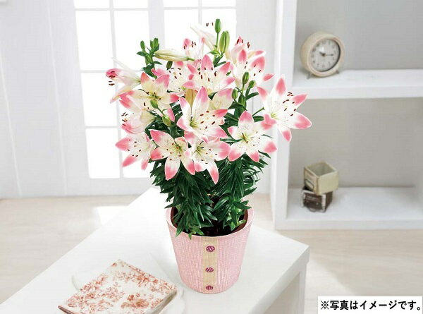 母の日 ギフト プレゼント H033 ユリ（シュガーラブ）