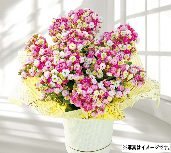 母の日 ギフト プレゼント H047 カランコエ（メイリーブーケ）