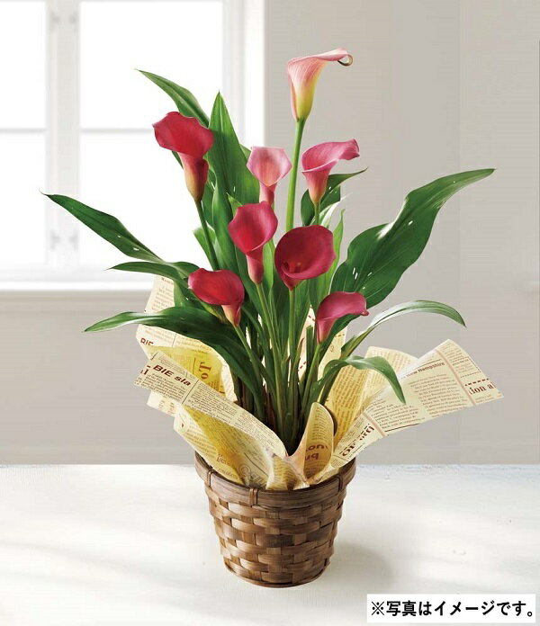 母の日 ギフト プレゼント H051 カラー（チェリーソルベ）