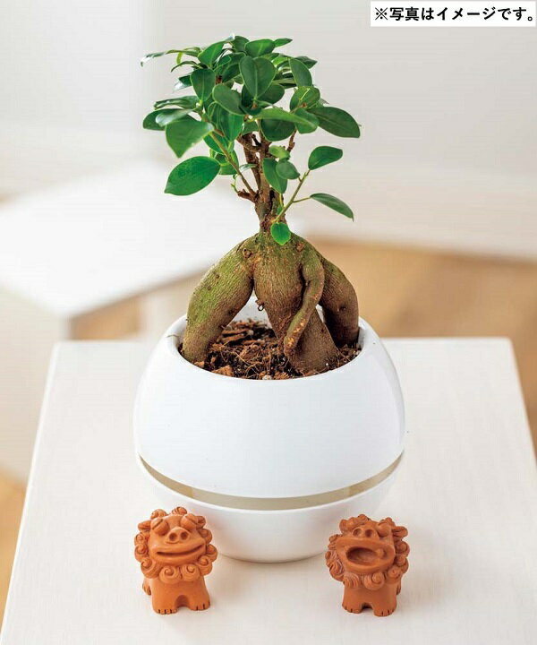 母の日 ギフト プレゼント H053 ガジュマル シーサー