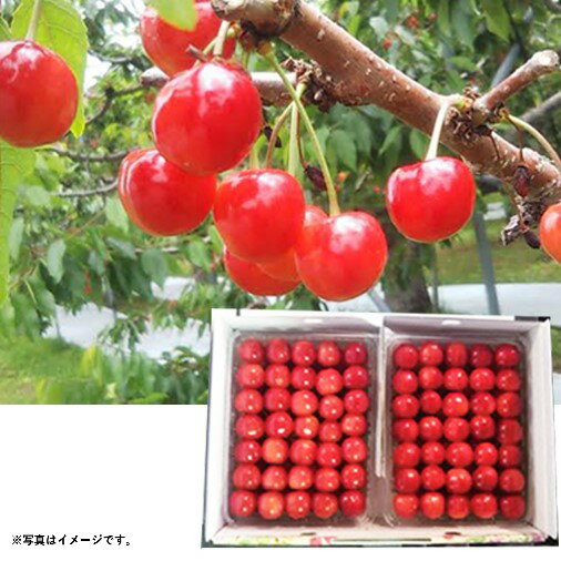 2025年 夏ギフト お中元 B024 北海道産JA新おたる さくらんぼ(佐藤錦) 【7月上旬より順次発送】 (*) 2025年 夏ギフト お中元 B024 北海道産JA新おたる さくらんぼ(佐藤錦) 【7月上旬より順次発送】 (*)