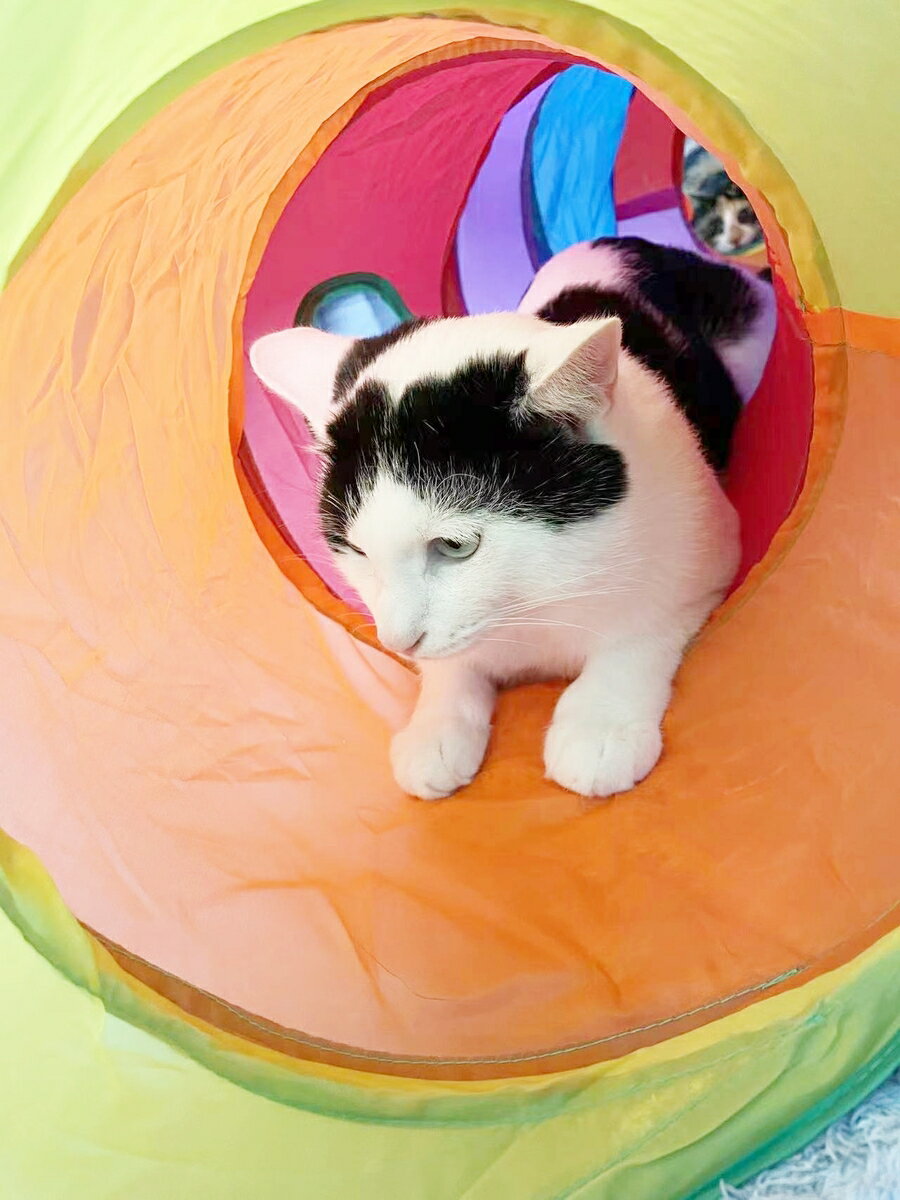 ǭ�ȥ�ͥ롡2�����դ�������ѥ��ȼ�Ǽ������å��Ѥ�����㡡�����˷�����ࡡ�ͥ��ϥ������ڥåȤ�����㡡���ꤿ���߼�Ǽ������դ�����̵��