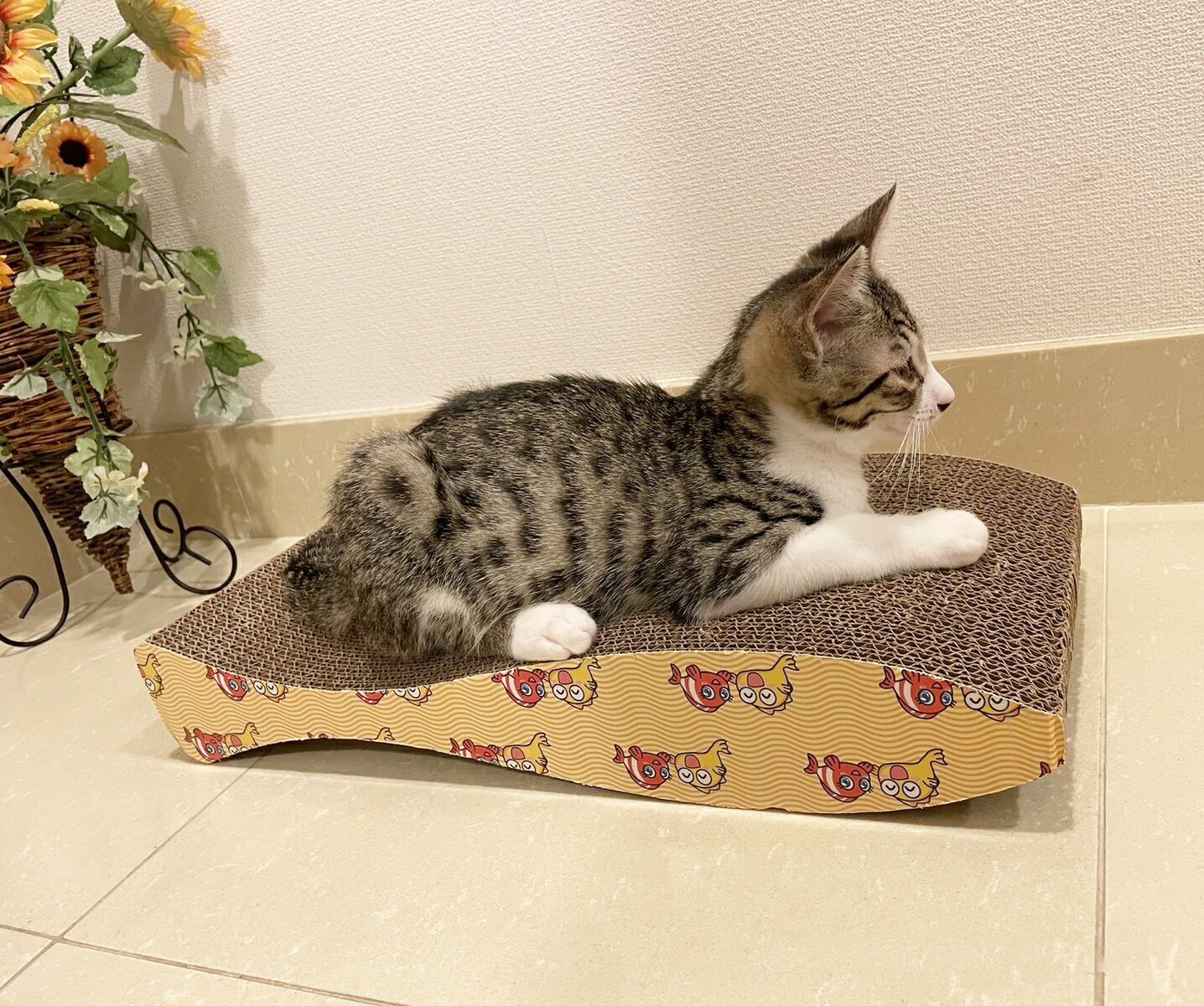 ���ꥬ��ǭ���ޤȤ���������ξ�̻��ѡ�����ܡ��롡PET201������åȥ�����å��㡼�����᤭���ʥܡ���٥åɡ�����դ�����̵������ǥ�ǭ��3�����ǭ��3�Ф���ǭ�Ǥ�