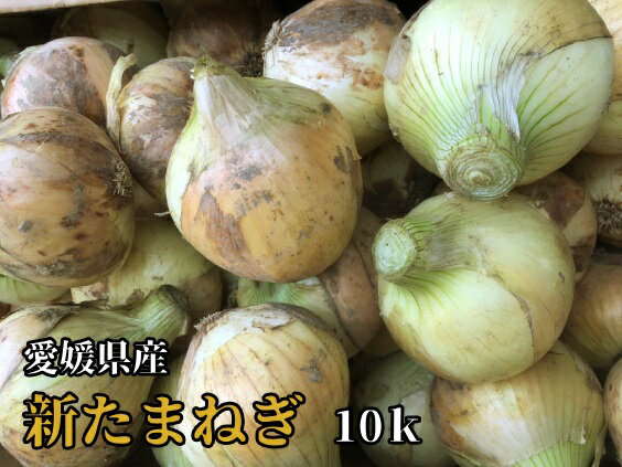 【送料無料】【愛媛産】 新玉ねぎ　10k　L〜2L[玉ねぎ・新玉ねぎ・新玉・タマネギ・オニオン・たまねぎ・玉葱]