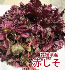 【愛媛県産】赤しそ（赤紫蘇）1kg【送料無料】