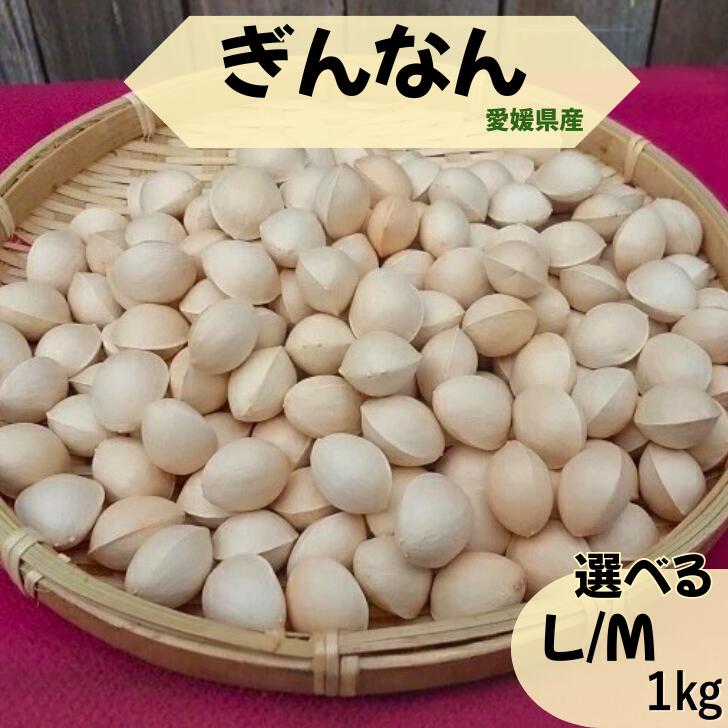 【愛媛県産】天然ぎんなん（銀杏）Lサイズ(約3g) /Mサイズ(約2g) 　約1kg【殻付き】【送料無料】（北海道・沖縄・離島を除く）
