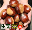 【愛媛県大洲産】でっかい生栗（大粒 3L以上）1kg