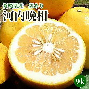 【愛媛県産】訳あり河内晩柑　9k（美生柑、宇和ゴールド）サイズ不揃い【送料無料】