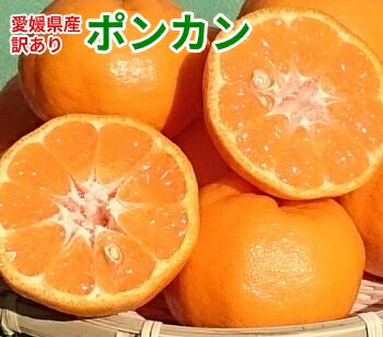 【愛媛県産】訳ありポンカン 10 kg S〜2Lサイズ不揃い【送料無料】