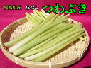 【愛媛県産】石蕗（つわぶき）新鮮・皮処理済み 900g【送料無料】