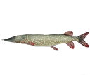 ダルトン Fishes Pike 195 Y-0506