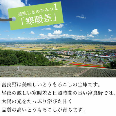 【予約】黄色いとうもろこし 2Lサイズ 8本入送料無料 朝採り 夏野菜 北海道 富良野 ふらの コーン スイートコーン とうもろこし 北海道物産展 贈答品 ギフト 贈り物 お取り寄せ 夏ギフト お中元 御中元