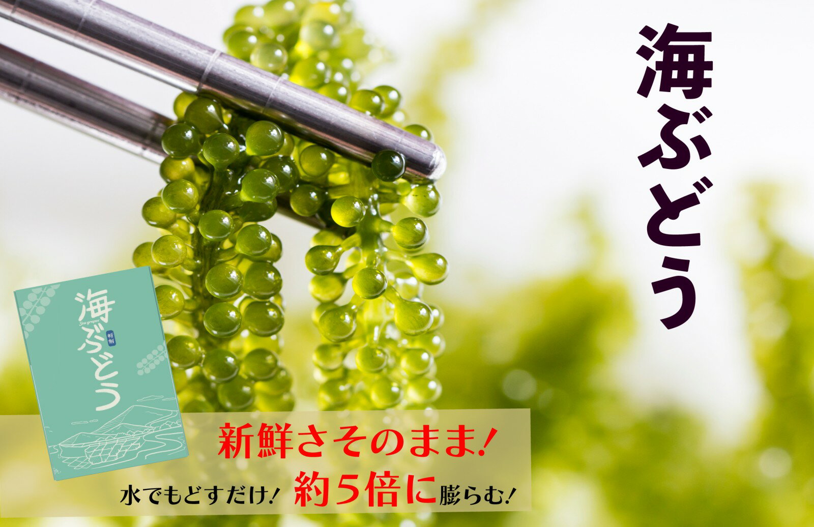 【楽天ランキング1位】海ぶどう 5倍に膨らむ大容量 タレは青じそドレッシングがおすすめ 塩漬けなので賞味期限が長くて便利 味で勝負 ご当地グルメ メール便 送料無料 常温★