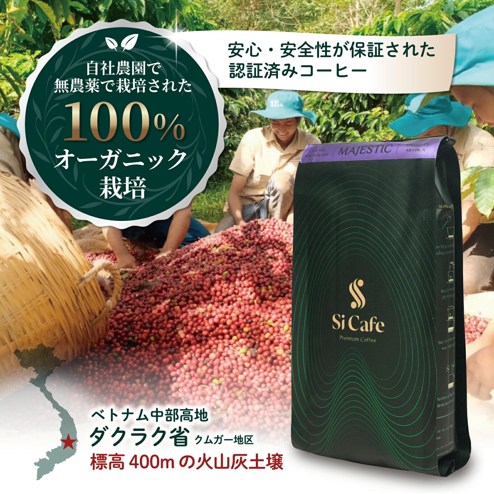Si Cfe MAJESTIC コーヒー豆 珈琲豆 オーガニック 送料無料 浅煎り 140g スペシャリティ アラビカ種 ベ..