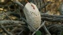 Finalmouse Ultralight 2 - Cape Town USB ゲーミングマウス(2)