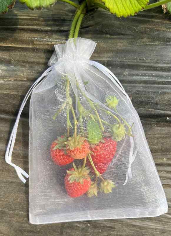 Ifukens ぶどう 袋果実袋 防鳥ネット防虫ネット 家庭菜園果物袋 果物保護バッグ葡萄園芸 ネット50枚入桃の袋鳩よけネット ブドウ 袋農業用遮光見える通気性巾着袋イチゴ イチジク トマト 梅