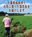 送料込【令和5年度産】【さや煎りナカテユタカ】480g　【 落花生 ラッカセイ 千葉県産 千葉県開発 ナカテユタカ ラッカセイ おつまみ ピーナッツ お茶請け 煎りたて 落花生 ピーナッツ 落花生 千葉県産 おつまみ 千葉県産 国産 煎りたて ポリフェノール 】 3