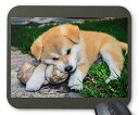 秋田犬の仔犬のマウスパッド:フォトパッド(世界の犬シリーズ) (C)