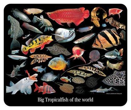 大型熱帯魚のマウスパッド 2:フォトパッド( 世界の熱帯魚シリーズ ) 大型熱帯魚のマウスパッド 2:フォトパッド( 世界の熱帯魚シリーズ )