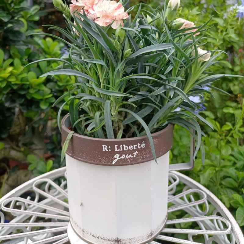 花瓶 アイアン 吊り下げ ガーデニング 庭 園芸 インテリア雑貨 デスク 卓上 白 ホワイト ベージュ グレー