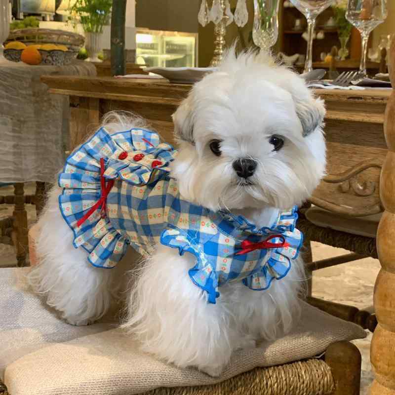 ペット服 小型犬 犬 服 アリス ストーリー風 コスチューム シーズー マルチーズ ビションフリーゼ シュ..