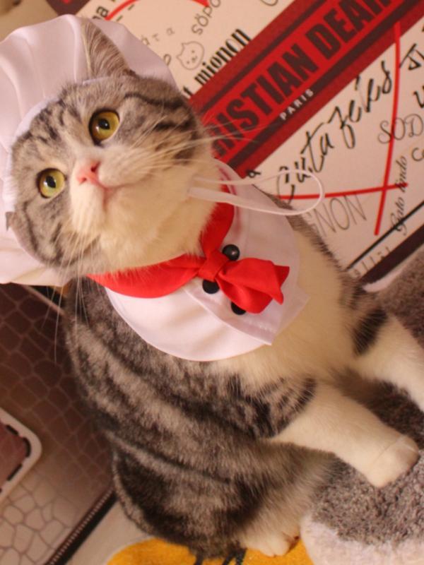 ペット用 服 帽子 バンダナ セット 犬 猫 コスプレ 料理人 シェフ かわいい ポリエステル 白色 小型 中..