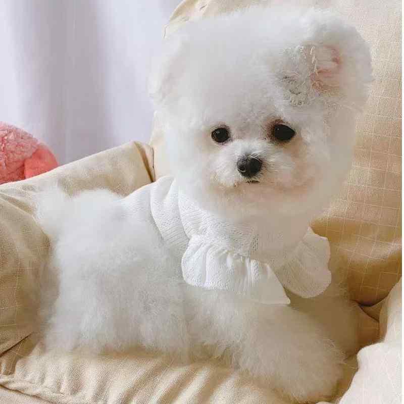 ワンピース レディース 春夏 犬 猫 服 かわいい 超萌 ペット 薄手 フリル袖 背心 泰迪 ビション 小型犬..