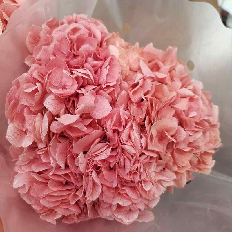 «   ɥ饤ե ƥꥢ  ///ԥ󥯷/////㿧 ǡ(x2)