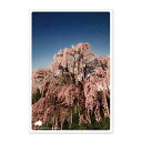  母の日 早割 日本の絶景ポストカード ～春～ 三春滝桜/福島