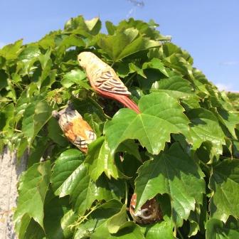 ウッデンデコ　クリップ　インコ