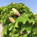 ウッデンデコ クリップ インコ